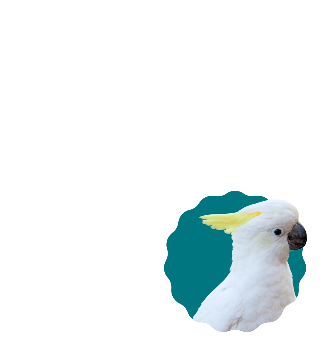 Cacatua